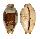 CYPRAEIDAE BISTOLIDA STOLIDA STOLIDA shell