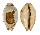 CYPRAEIDAE BISTOLIDA STOLIDA STOLIDA shell