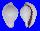 OVULIDAE OVULA COSTELLATA shell