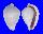 OVULIDAE OVULA COSTELLATA shell