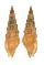 TURRIDAE INQUISITOR SPECIES shell
