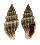 MITRIDAE COSTELLARIA MUTABILE shell