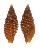MITRIDAE NEBULARIA RUBIGINEA shell