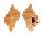 MURICIDAE CHICOMUREX TAGAROAE shell