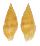 COLUMBELLIDAE MITRELLA LIGULA shell
