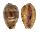 CYPRAEIDAE ERRONEA WALKERI WALKERI shell
