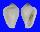 ERATOIDAE ALAGINELLA KEROCHUTA shell