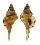 RANELLIDAE CYMATIUM PFEIFFERIANUM shell