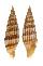 MITRIDAE VEXILLUM JACKYLENAE shell