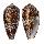 CONIDAE CONUS TEXTILE shell
