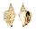 STROMBIDAE STROMBUS PLICATUS PULCHELLA shell