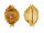 CYPRAEIDAE PUSTULARIA BISTRINOTATA BISTRINOTATA SAMARENSIS shell