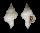 CORALLIOPHILIDAE CORALLIOPHILA EUGENIAE shell