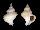 CORALLIOPHILIDAE CORALLIOPHILA EUGENIAE shell