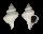 CORALLIOPHILIDAE CORALLIOPHILA EUGENIAE shell