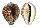 CYPRAEIDAE CYPRAEA TIGRIS shell