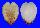 GLOSSIDAE MEIOCARDIA HAWAIANA shell