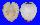 GLOSSIDAE MEIOCARDIA HAWAIANA shell