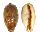 CYPRAEIDAE LYNCINA LYNX VANELLI shell