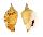 STROMBIDAE STROMBUS DILATATA OROSMINUS shell