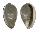 MARGINELLIDAE MARGINELLA  BERNARDI shell