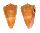 CONIDAE CONUS QUASIDAUCUS shell