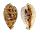 CYPRAEIDAE ERRONEA PULCHELLA ALIGUAYENSIS shell