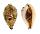 CYPRAEIDAE ERRONEA PULCHELLA ALIGUAYENSIS shell