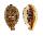 CYPRAEIDAE ERRONEA PULCHELLA ALIGUAYENSIS shell