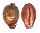 CYPRAEIDAE LEPOCYPRAEA MAPPA PANERYTHRA shell
