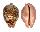 CYPRAEIDAE LEPOCYPRAEA MAPPA PANERYTHRA shell