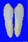 PHOLADIDAE MONOTHYRA ORIENTALIS shell