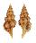 FASCIOLARIIDAE LATIRUS BALICASAGENSIS shell