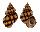 CANCELLARIIDAE CANCELLARIA MERCADOI shell