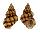 CANCELLARIIDAE CANCELLARIA MERCADOI shell