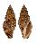 VOLUTIDAE LYRIA BOHOLENSIS shell