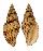 VOLUTIDAE LYRIA PLANICOSTATA shell
