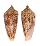 CONIDAE CONUS NEPTUNUS shell