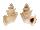 CANCELLARIIDAE TRIGONOSTOMA THYSTHLON shell