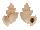 CANCELLARIIDAE TRIGONOSTOMA THYSTHLON shell
