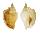 STROMBIDAE STROMBUS MINIMUS shell