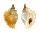 STROMBIDAE STROMBUS MINIMUS shell
