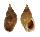 NASSARIIDAE NASSARIUS THACHI shell