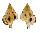 RANELLIDAE GYRINEUM BITUBERCULARE shell