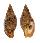 VOLUTIDAE LYRIA  HABEI JESSICAE shell