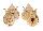 BURSIDAE BURSA TUBEROSISSIMA shell