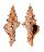 FASCIOLARIIDAE LATIRUS RECURVIROSTRATUM shell