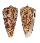 CONIDAE CONUS KUROHARAI shell