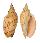 VOLUTIDAE ALCITHOE ARABICA shell