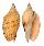 VOLUTIDAE ALCITHOE ARABICA shell